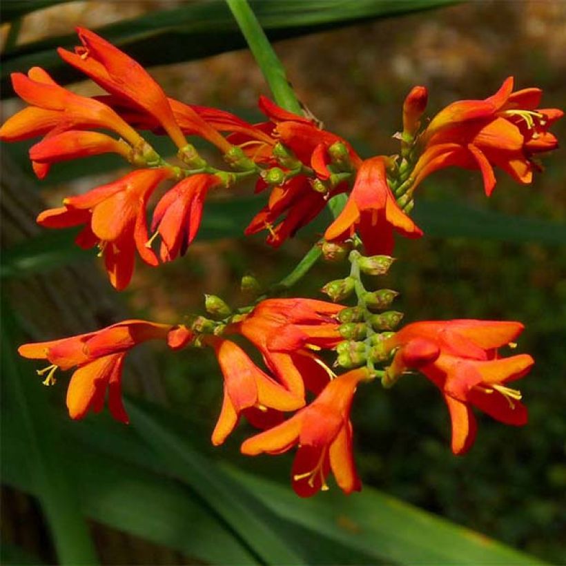 Ruostekukka Météore (Flowering)