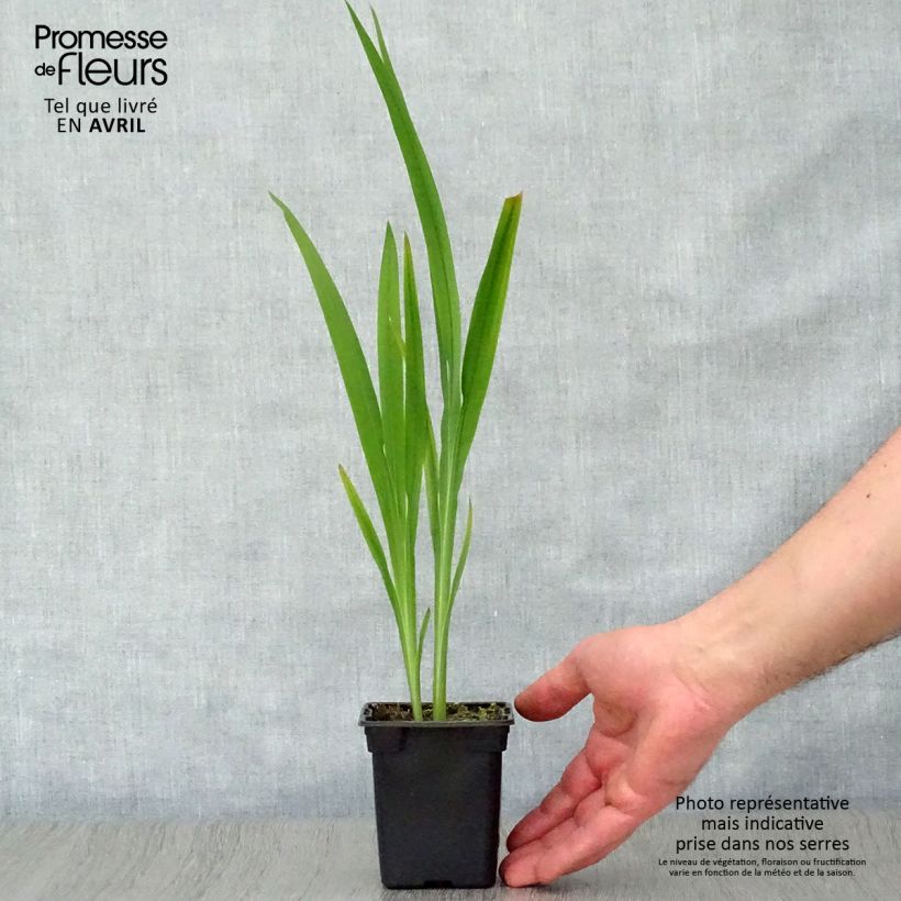 Example of Ruostekukka Météore Godet de 7/8 cm as you get in printemps