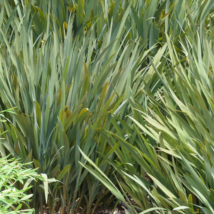 Ruostekukka Mistral (Foliage)