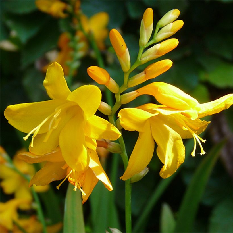 Ruostekukka Buttercup (Flowering)