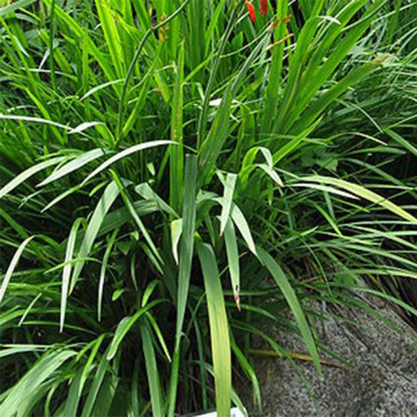 Ruostekukka Norwich Canary (Foliage)