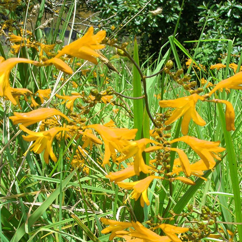Ruostekukka Norwich Canary (Flowering)