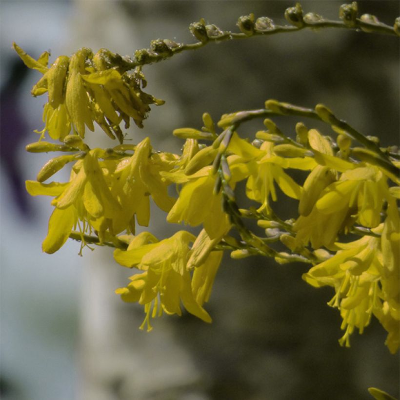 Ruostekukka Solfatare (Flowering)