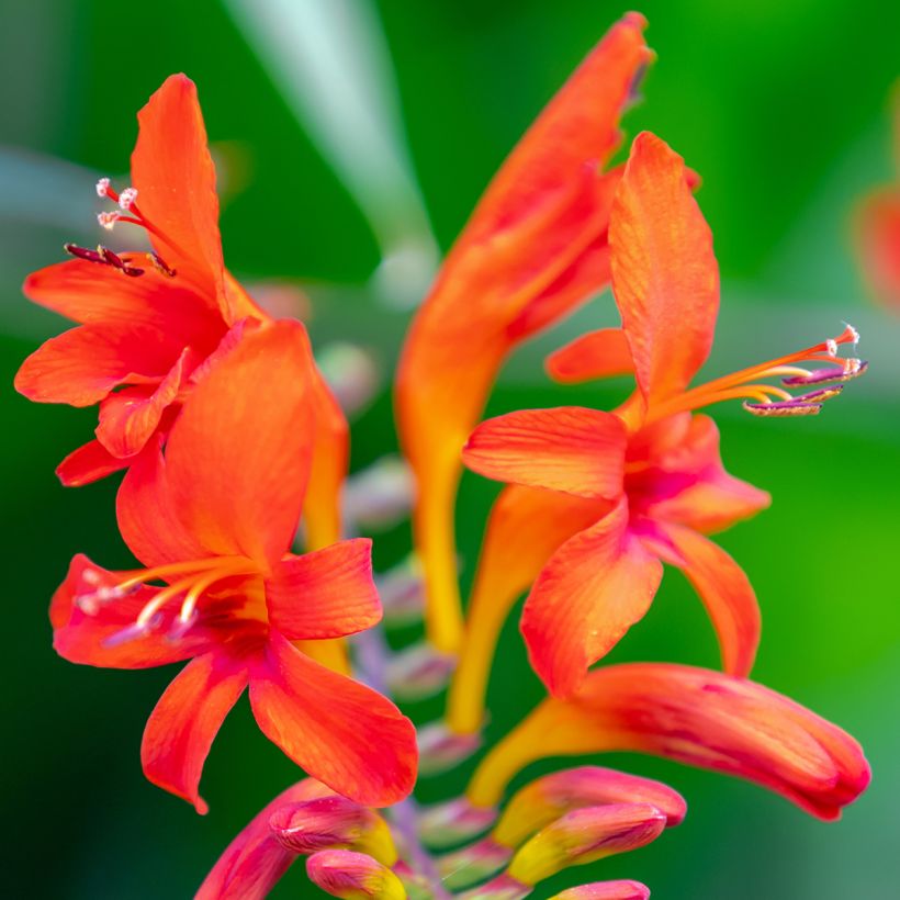 Ruostekukka Lucifer (Flowering)