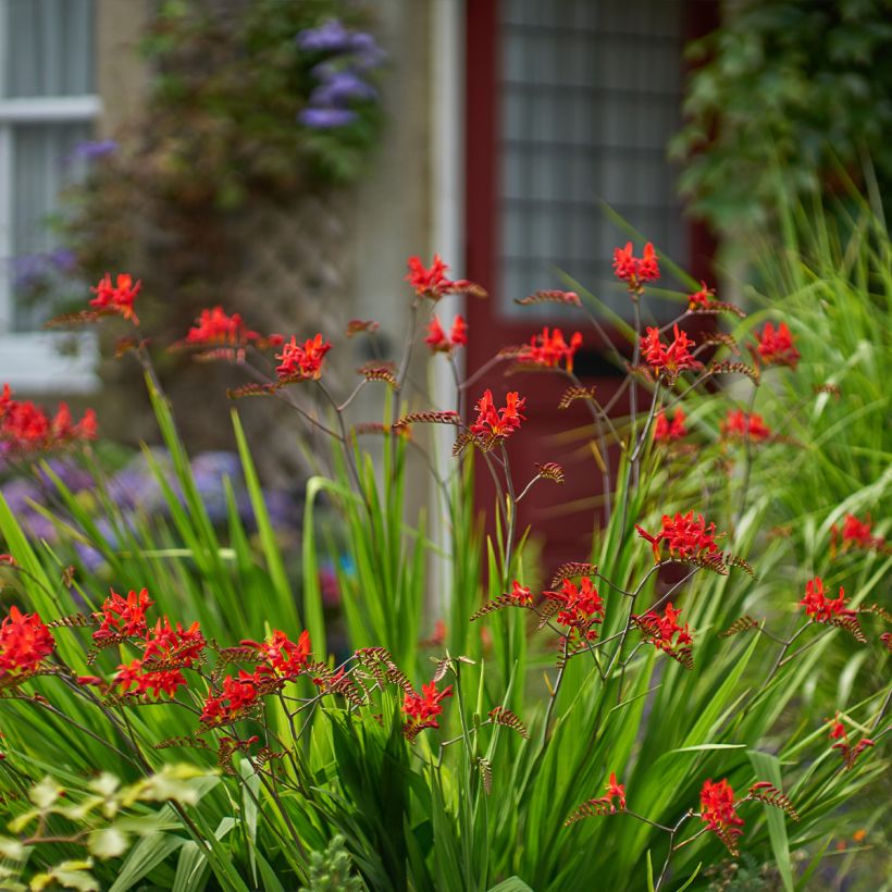 Ruostekukka Lucifer (Plant habit)