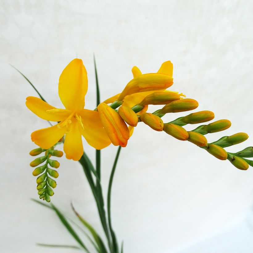 Ruostekukka Paul’s Best Yellow (Kukinta)