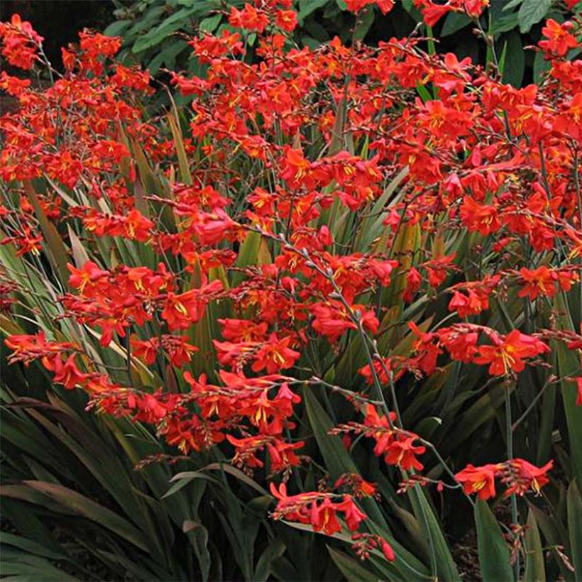 Ruostekukka Saracen (Flowering)