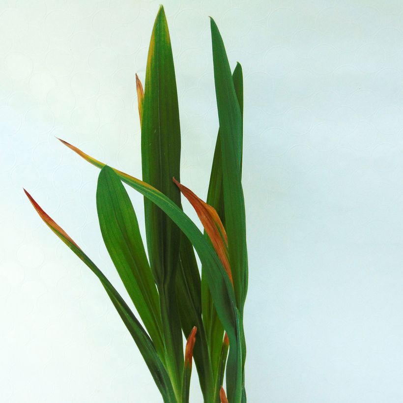 Ruostekukka Saracen (Foliage)