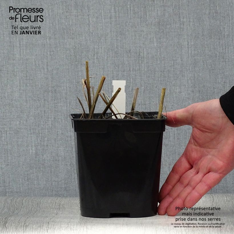 Example of Ruostekukka Star of the East Pot de 2L/3L as you get in hiver