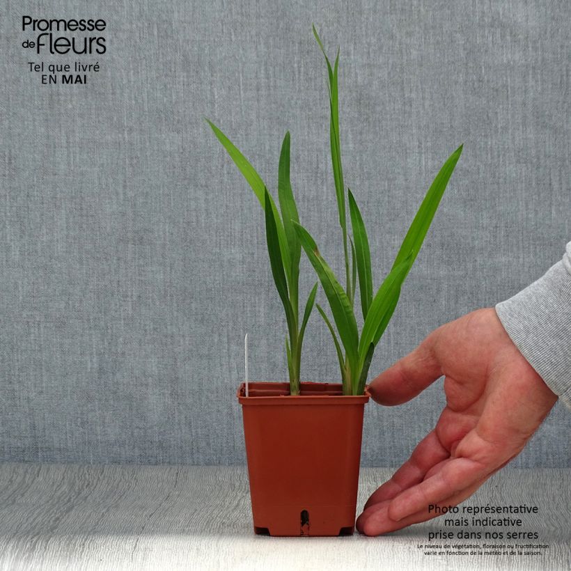 Example of Ruostekukka Star of the East Godet de 8/9 cm as you get in printemps