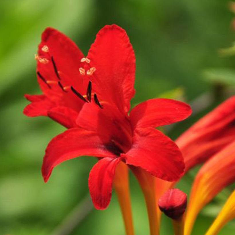 Ruostekukka - Crocosmia masoniorum (Flowering)