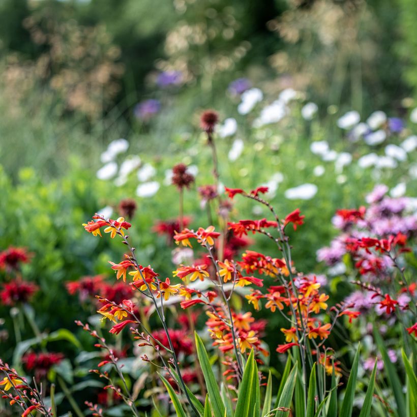Ruostekukka Fire King (Plant habit)
