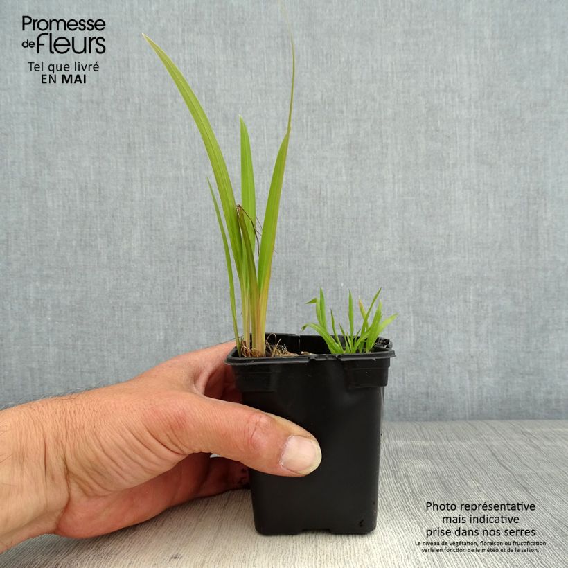 Example of Ruostekukka Emily McKenzie Godet de 7/8 cm as you get in printemps