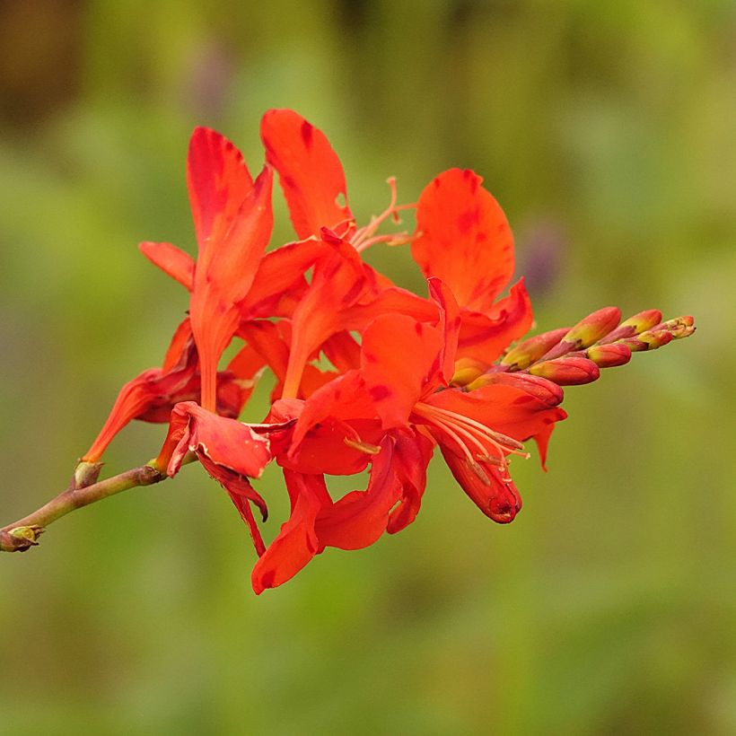 Ruostekukka Hellfire (Kukinta)
