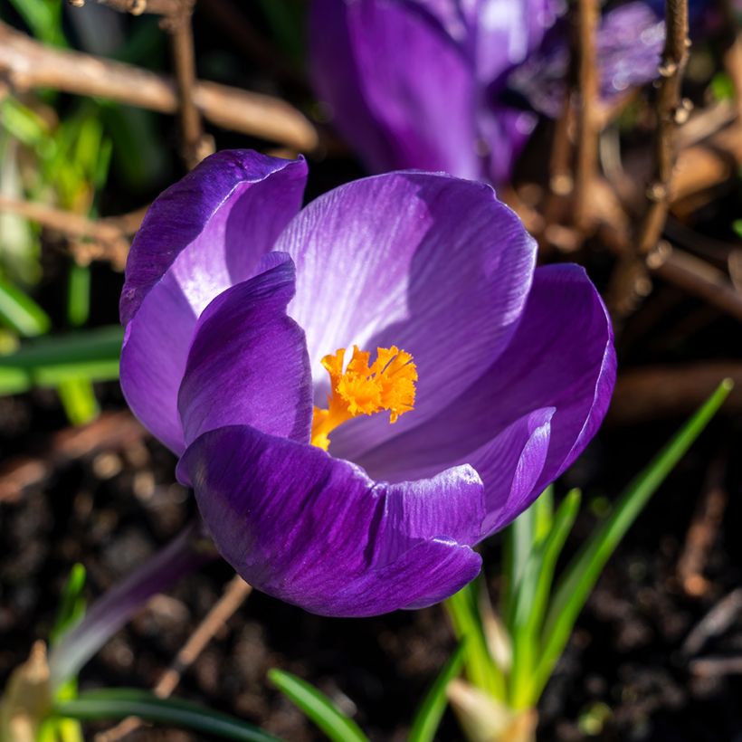 Kevätsahrami Flower Record (Kukinta)