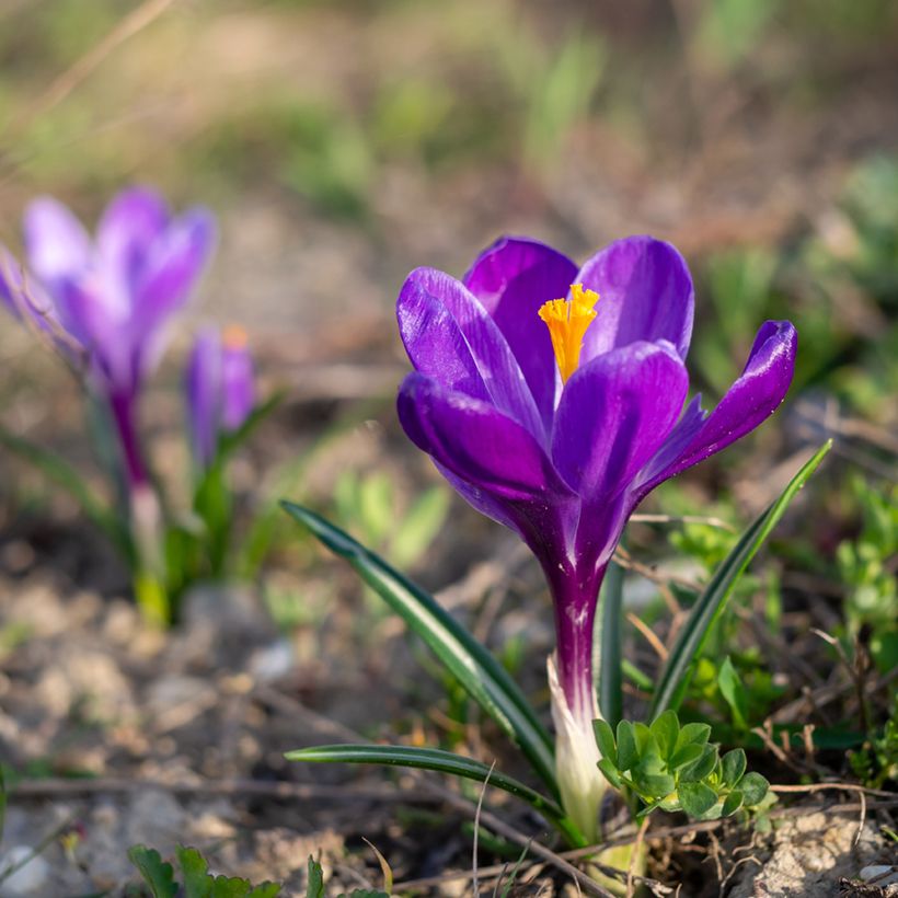 Kevätsahrami Flower Record (Kasvutapa)