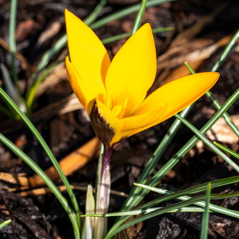Kevätsahrami Golden Bunch (Kasvutapa)