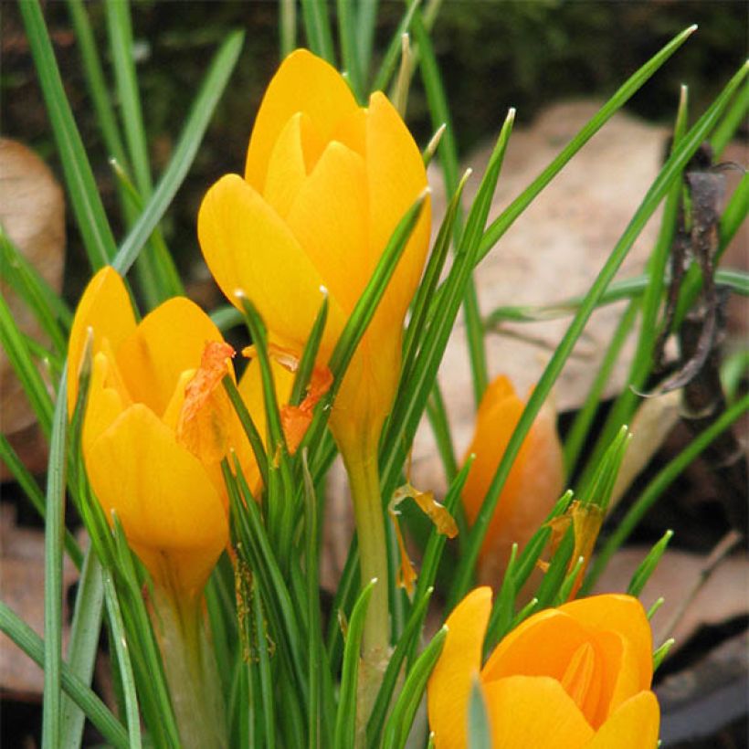 Kevätsahrami Golden Bunch (Kukinta)