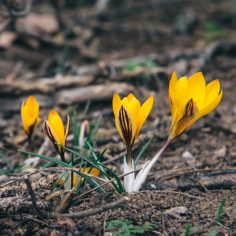 Armeniansahrami - Crocus angustifolius (Kasvutapa)