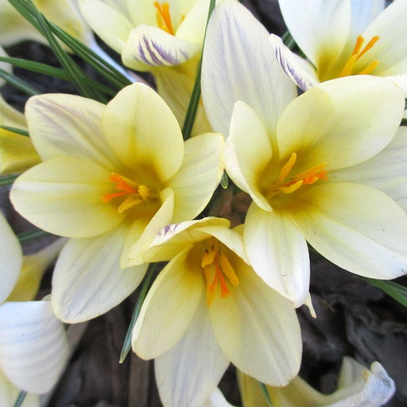 Kultasahrami Cream Beauty (Kukinta)