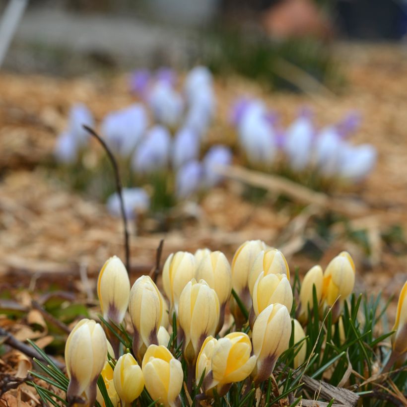 Kultasahrami Cream Beauty (Kasvutapa)