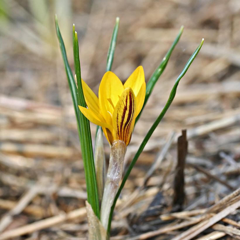 Kultasahrami Fuscotinctus (Kasvutapa)