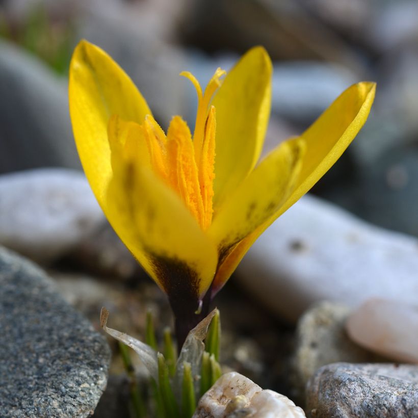 Korolkowinsahrami - Crocus korolkowii (Kasvutapa)