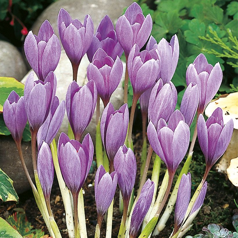 Kevätsahrami - Crocus ligusticus (Plant habit)
