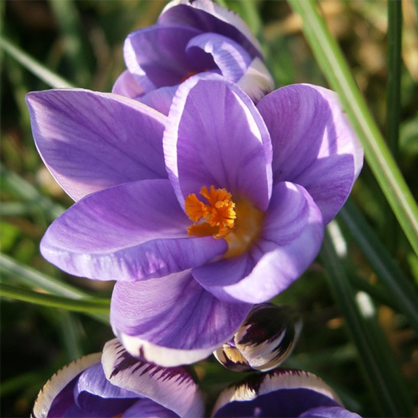Sahrami - Crocus minimus (Kukinta)