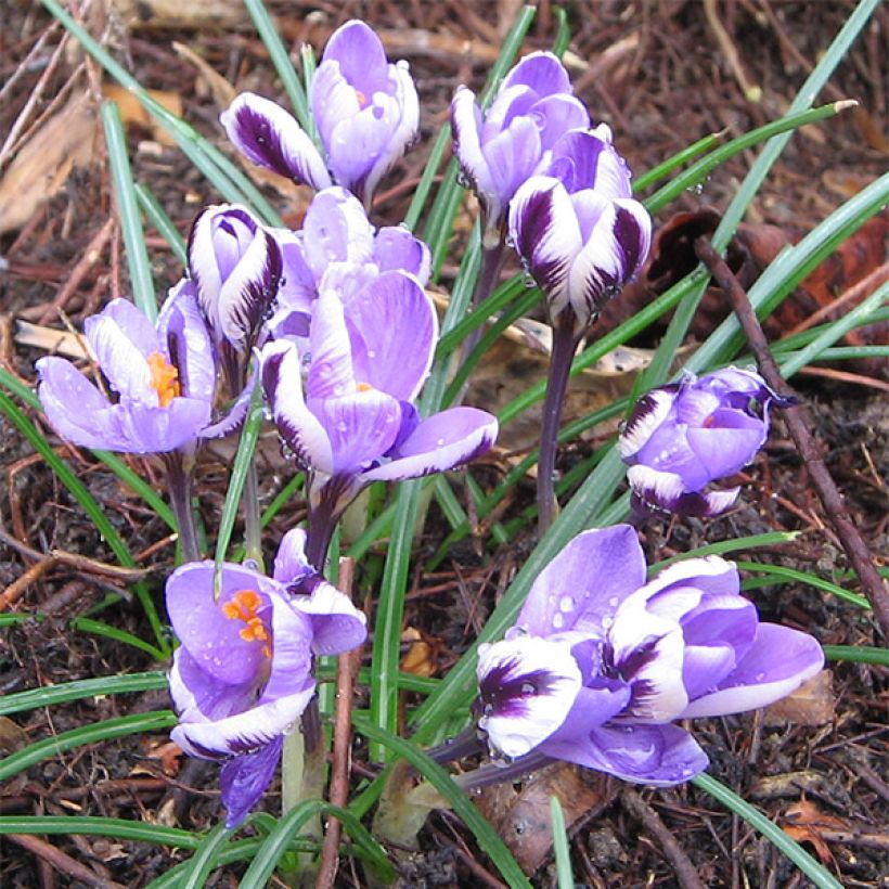 Sahrami - Crocus minimus (Kasvutapa)
