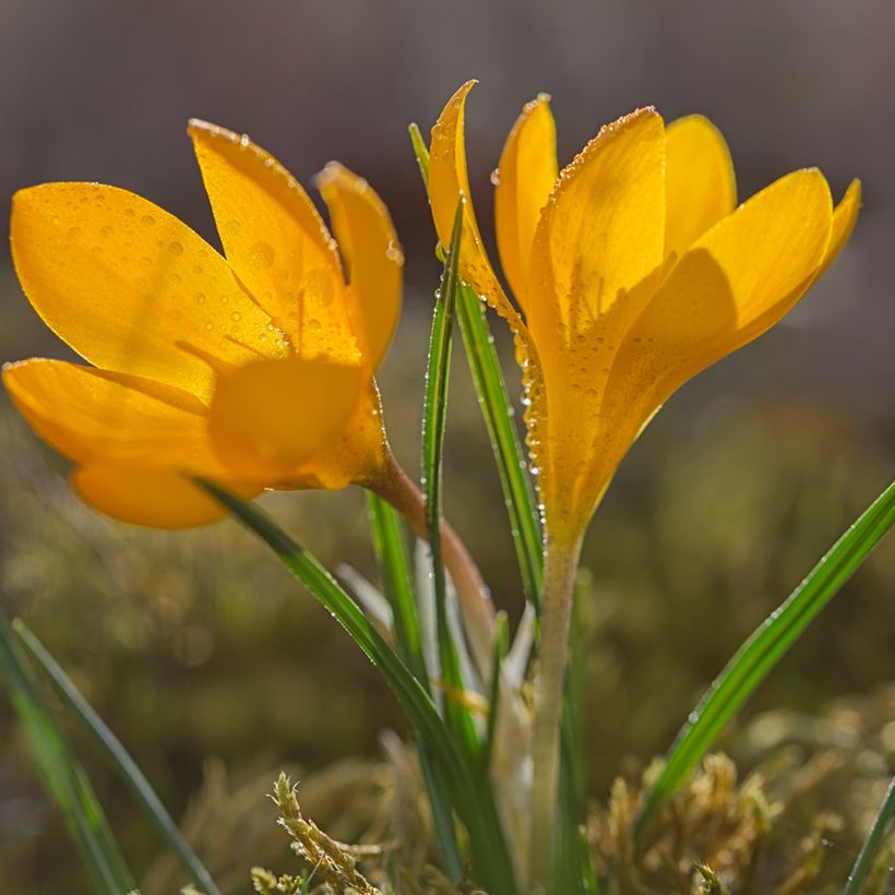 Kevätsahrami - Crocus olivieri subsp. olivieri (Kasvutapa)