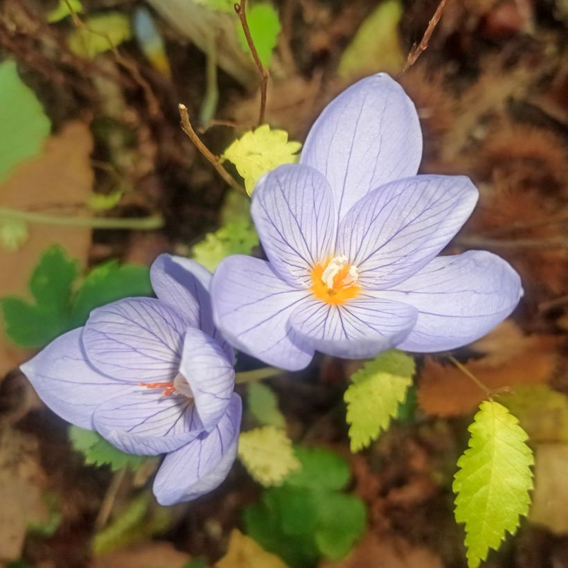 Makedoniansyyssahrami - Crocus pulchellus (Kukinta)