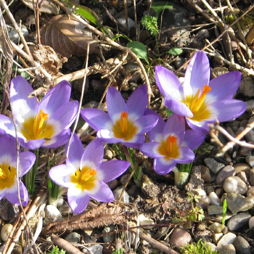 Sieberinsahrami Tricolor (Kukinta)