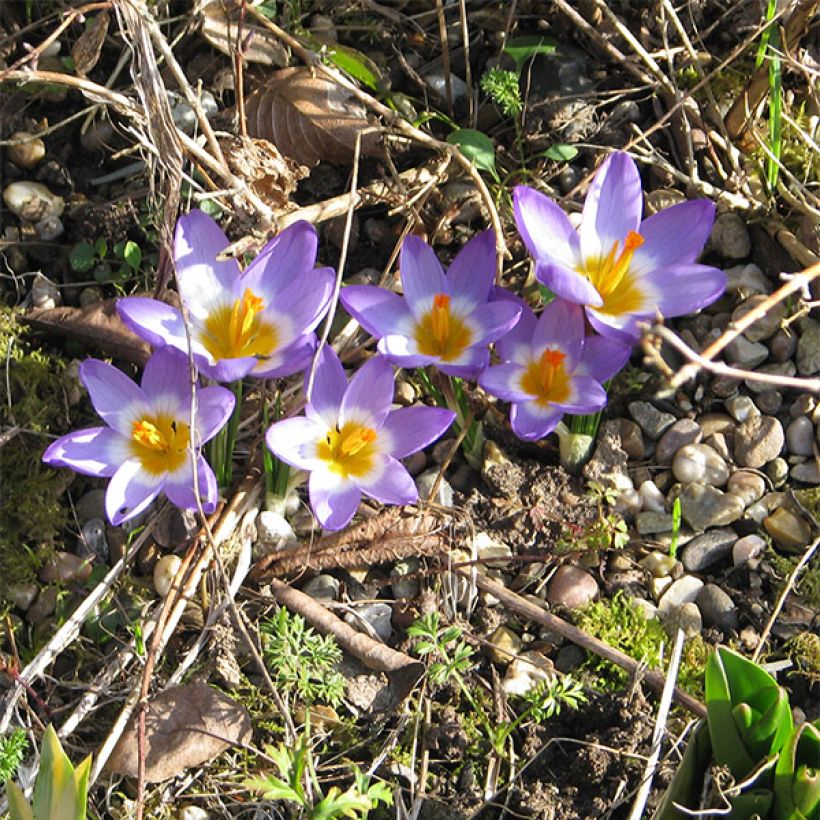 Sieberinsahrami Tricolor (Kasvutapa)