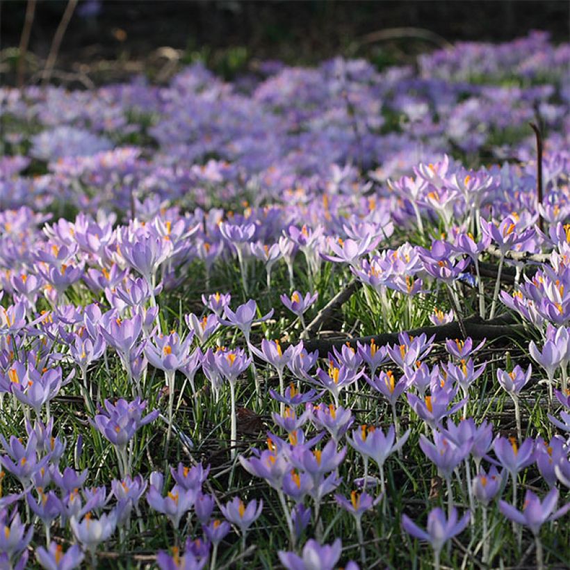 Tähtisahrami - Crocus tommasinianus (Kukinta)