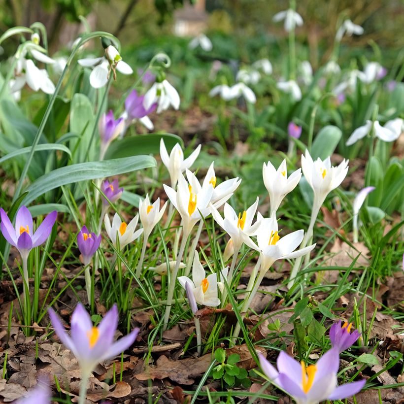 Tähtisahrami Albus (Kasvutapa)