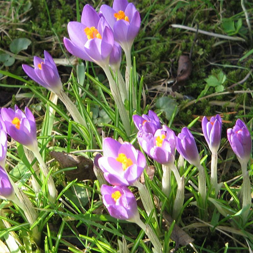 Tähtisahrami Barr's Purple (Kukinta)