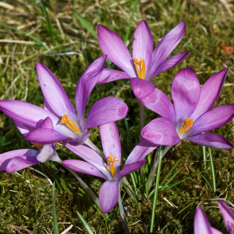 Tähtisahrami Roseus (Kasvutapa)