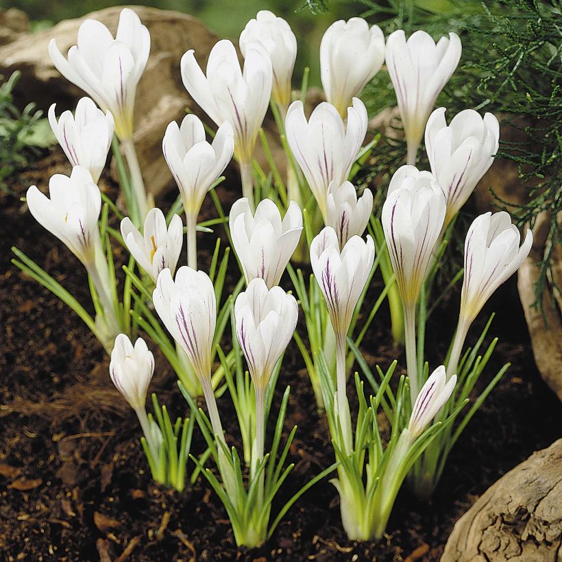 Kevätsahrami Picturatus (Kukinta)