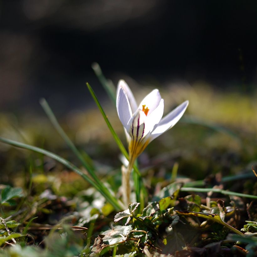 Kevätsahrami Picturatus (Kasvutapa)