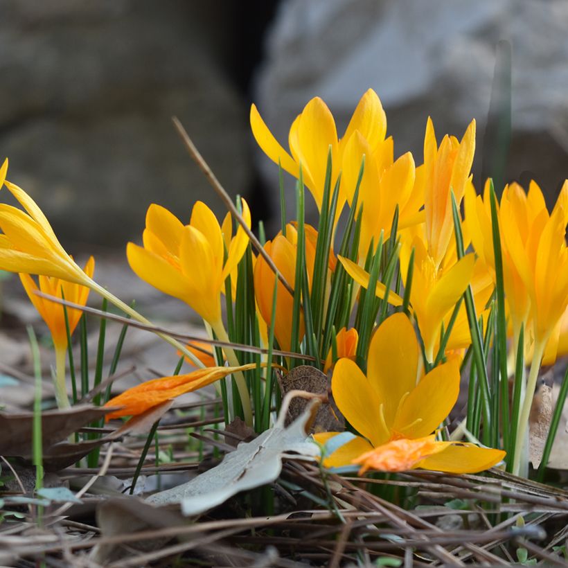 Kevätsahrami - Crocus vitellinus (Kasvutapa)