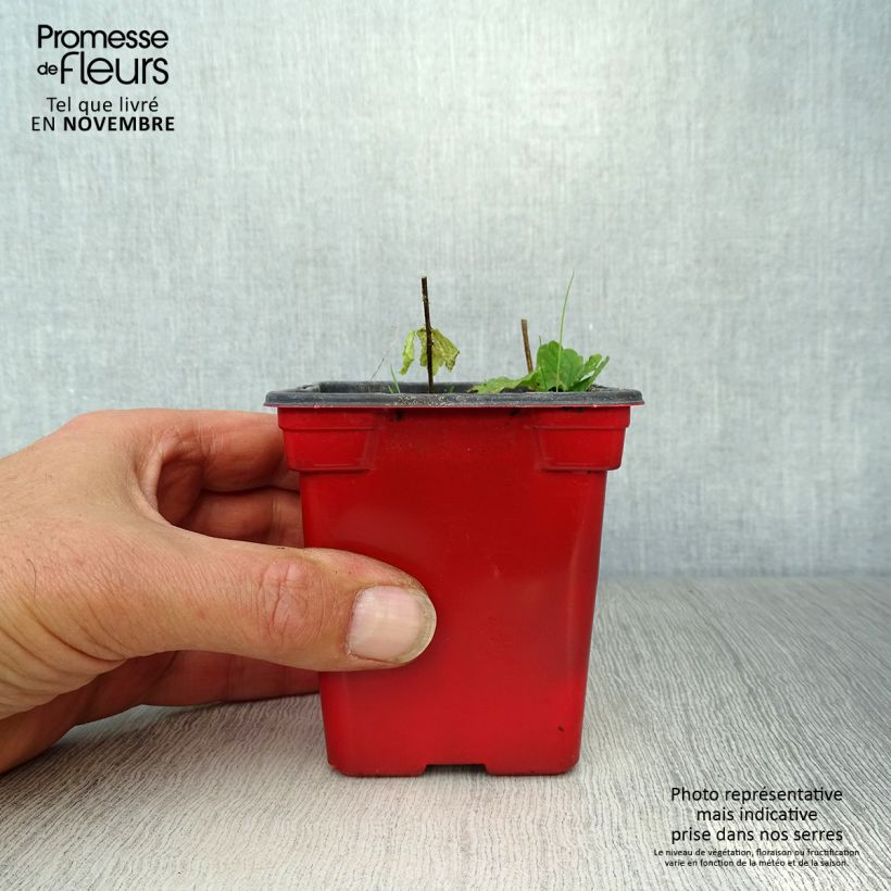 Esimerkki syksyllä toimitetusta Mukulapähkämö luomu - Stachys affinis 8/9 cm taimiruukku-taimesta