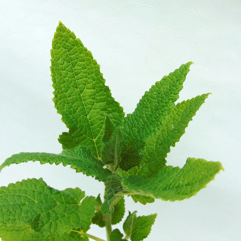 Mukulapähkämö luomu - Stachys affinis (Lehvistö)