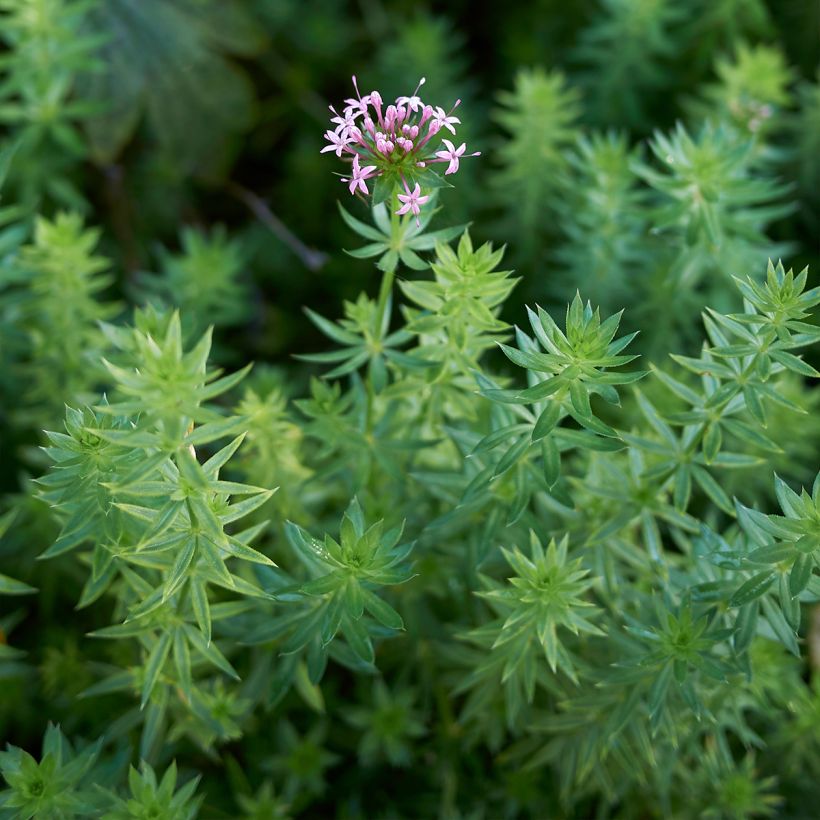 Pallomatara - Phuopsis stylosa (Lehvistö)