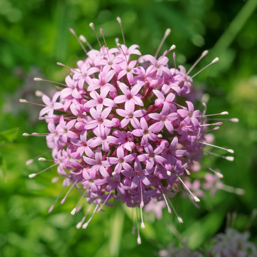 Pallomatara - Phuopsis stylosa (Kukinta)