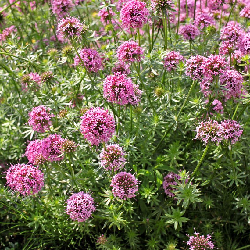 Pallomatara - Phuopsis stylosa (Kasvutapa)