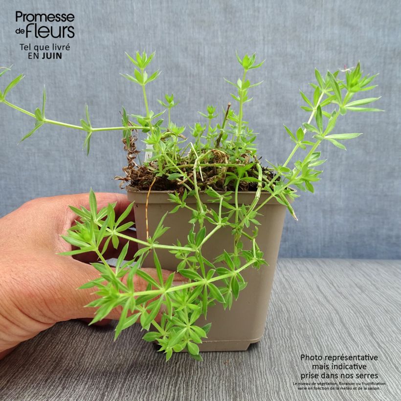 Esimerkki kesällä toimitetusta Pallomatara - Phuopsis stylosa Godet de 8/9 cm-taimesta