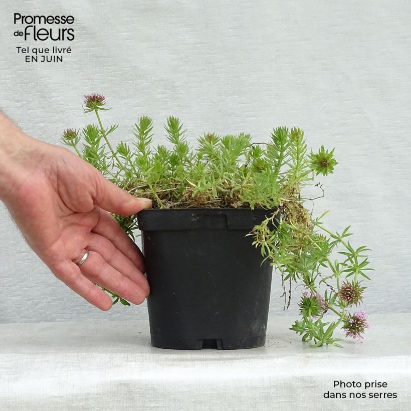 Esimerkki kesällä toimitetusta Pallomatara - Phuopsis stylosa Pot de 2L/3L-taimesta
