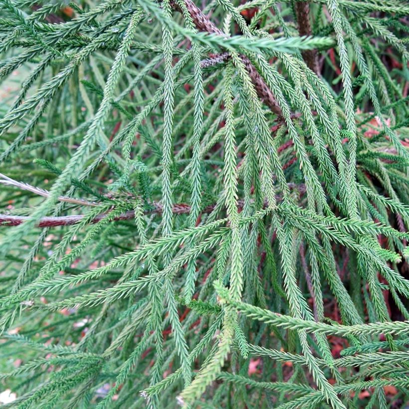 Sugi Araucarioides (Lehvistö)