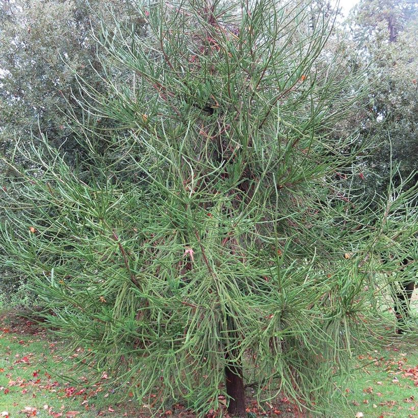 Sugi Araucarioides (Kasvutapa)